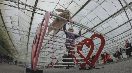 The Secret Life of Our Pets Évad 1