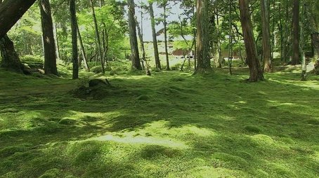 The World of Moss: Soothing Beauty, Subtle yet Refined (2021) - Episode 10 poster and promotional image