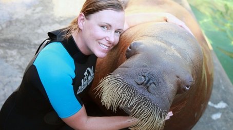 Walrus: Two Tonne Tusker (2013) - Episode 8 poster and promotional image