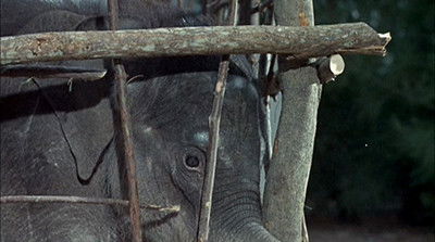 Flipper and the Elephant (1) (1965) - Episode 24 poster and promotional image