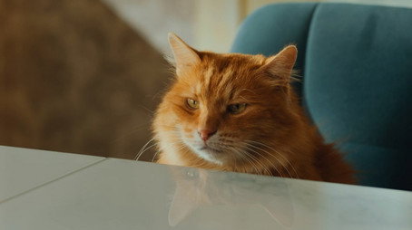 Котострофа Сезон 2