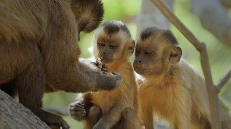 Primates 01: Secrets Of Survival (2020) - Episode 3 poster and promotional image