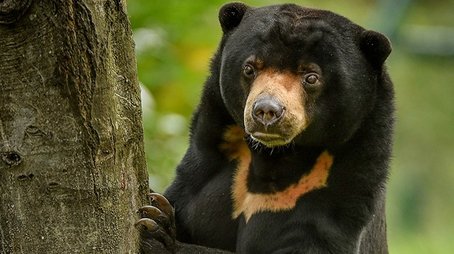 Heating Up a Sun Bear Romance (2018) - Episode 9 poster and promotional image