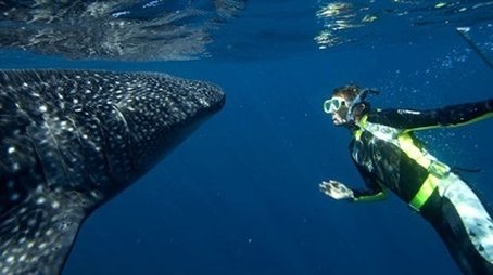 Whale Shark (2008) - Episode 2 poster and promotional image