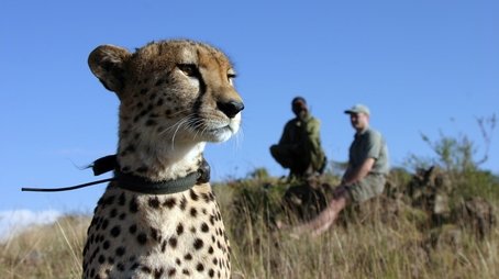 The Cheetah Orphans (2007) - Episode 3 poster and promotional image
