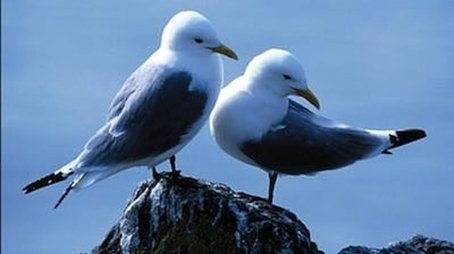 Saving Our Seabirds (2007) - Episode 13 poster and promotional image