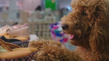 Waffle the Wonder Dog Сезон 1