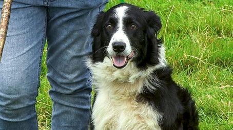 One Man and His Dog 2021 (2021) - Episode 39 poster and promotional image