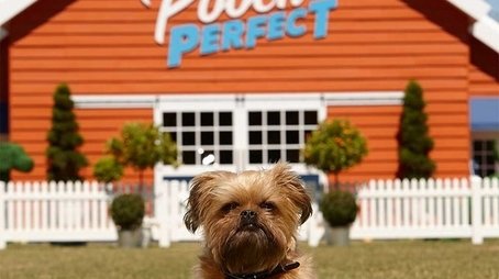 Pooch Perfect (2020) poster