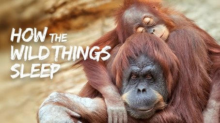 How the Wild Things Sleep (2022) - Episode 11 poster and promotional image