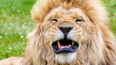 Animal Park Stagione 22