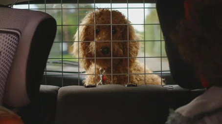 Waffle the Wonder Dog Сезон 1