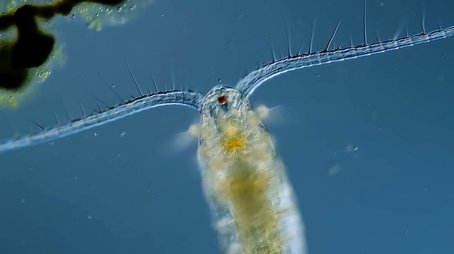Copepods: The Diatom-Devouring King of Plankton (2021) - Episode 11 poster and promotional image