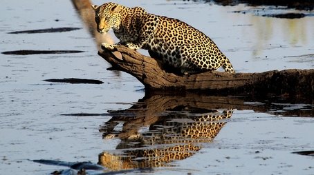Africa's Fishing Leopards (2015) - Episode 1 poster and promotional image
