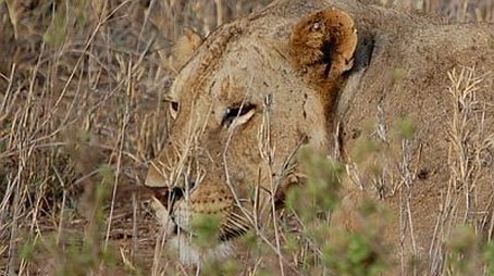 The Man-Eaters of Tsavo (1999) - Episode 15 poster and promotional image