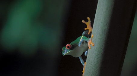 Jungle Nights (2020) - Episode 3 poster and promotional image