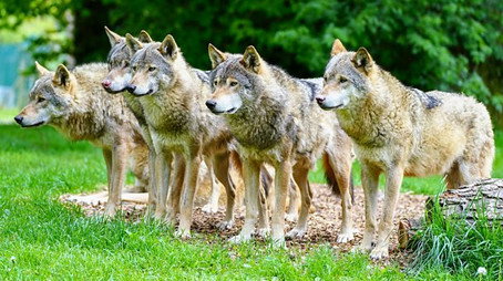 Animal Park Stagione 22