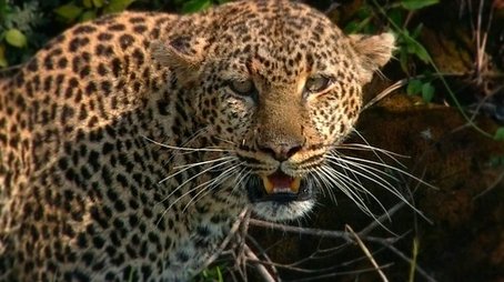 Revealing the Leopard (2010) - Episode 6 poster and promotional image
