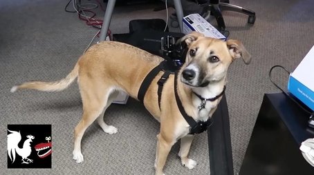 GoPro Office Dogs (2017) - Episode 29 poster and promotional image
