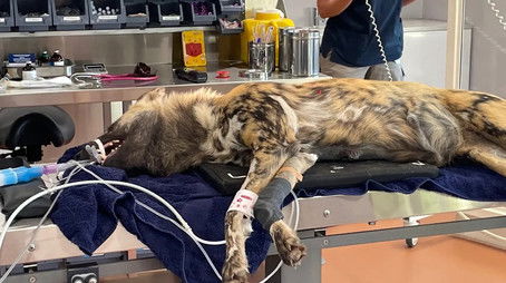 Wild Dog Masego (2023) - Episode 6 poster and promotional image