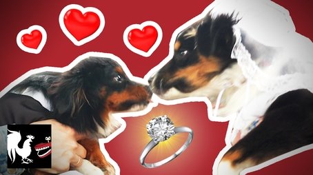 Dog Wedding: The Dumbest Thing We've Ever Done (2019) - Episode 13 poster and promotional image