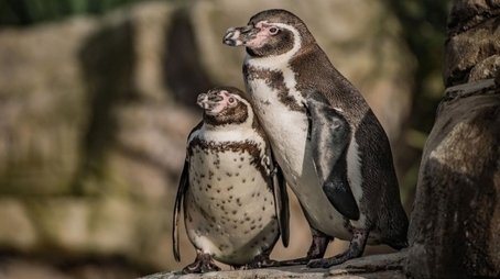 Penguin House Hunters (2019) - Episode 1 poster and promotional image