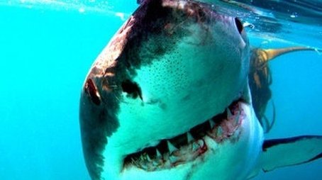 Great White Shark: A Living Legend (2009) - Episode 6 poster and promotional image