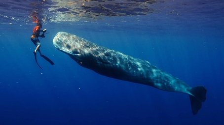 Patrick and the Whale (2024) - Episode 12 poster and promotional image
