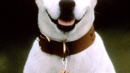 Wishbone (1995) poster