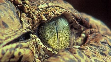 The Reptiles: Alligators and Crocodiles (2003) - Episode 7 poster and promotional image