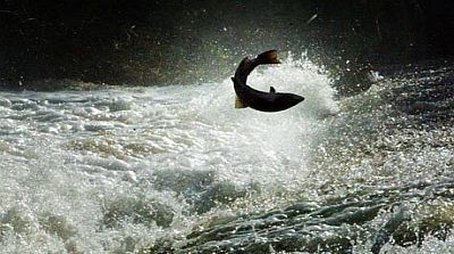 Salmon: The Silver Tide (2000) - Episode 15 poster and promotional image