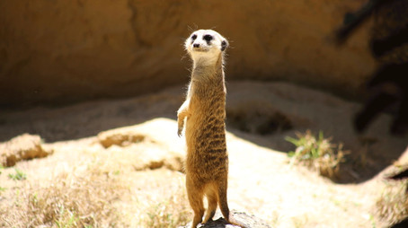 Secrets of the Zoo: Tampa Stagione 1