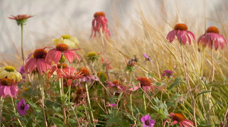 Gardening Australia Сезон 37