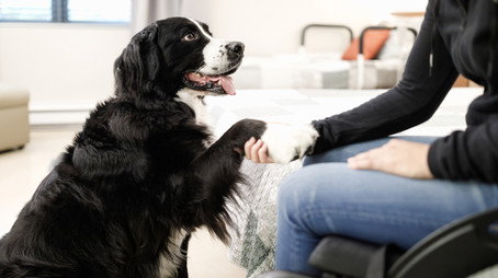 L'académie Mira Stagione 1