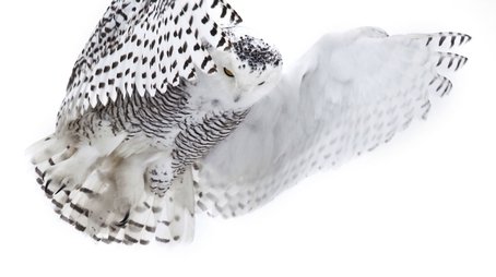 Magic of the Snowy Owl (2012) - Episode 2 poster and promotional image