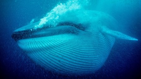 Nature's Biggest Beasts (2019) - Episode 7 poster and promotional image