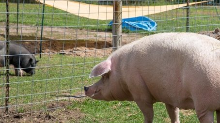 Pig and Small (2021) - Episode 9 poster and promotional image