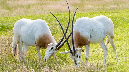 Animal Park Stagione 22