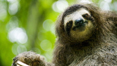 Animals Behaving Badly Sezóna 1