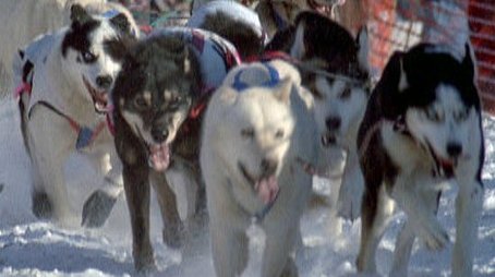 Sled Dogs: An Alaskan Epic (1999) - Episode 4 poster and promotional image
