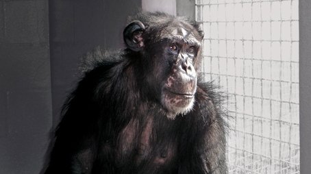Chimpanzees: an Unnatural History (2006) - Episode 1 poster and promotional image