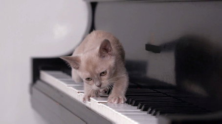 Too Cute 시즌 4