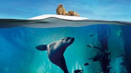 Blue Planet II (2017) poster