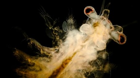 The Dark History of Sea Monkeys (2021) - Episode 1 poster and promotional image