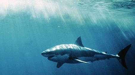 White Shark/Red Triangle (2003) - Episode 3 poster and promotional image