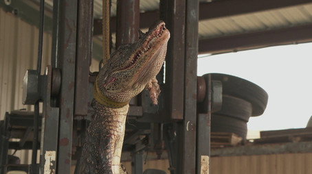 Swamp People Сезон 15