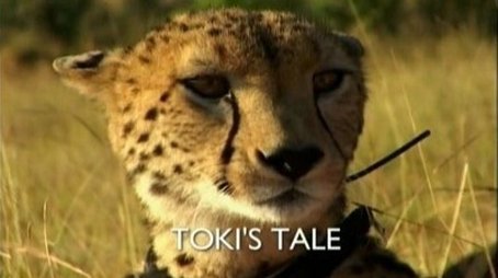 Toki's Tale (2007) - Episode 1 poster and promotional image
