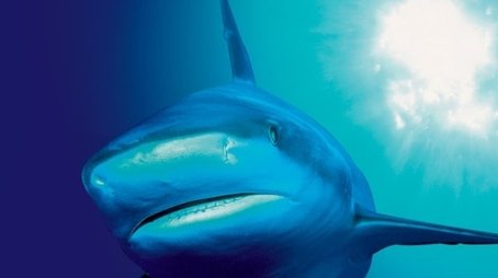 The Blue Planet (2001) poster