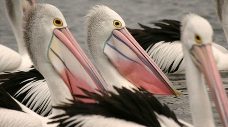 Outback Pelicans (2011) - Episode 11 poster and promotional image