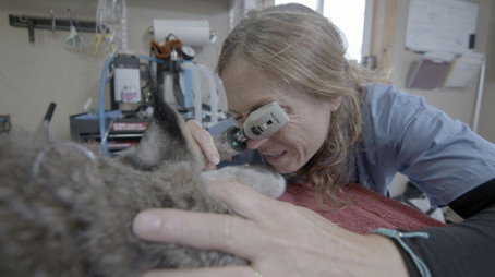 Dr. Oakley, Yukon Vet Сезон 9